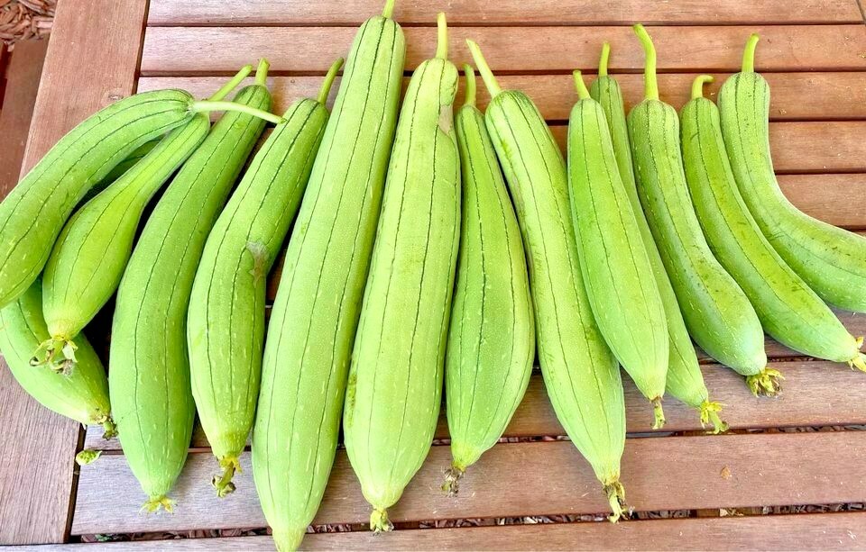 30 LUFFA SPONGE SEEEDS – ROUND – HEIRLOOMS –