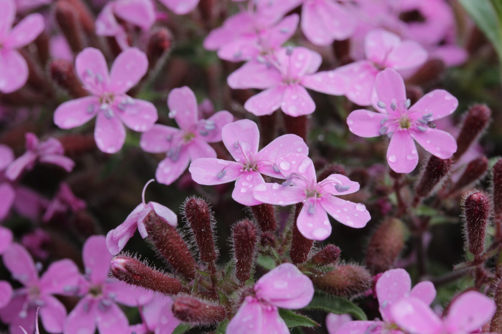 Soapwort Seeds – Saponaria ocymoides Seeds – Beautiful Flowers!