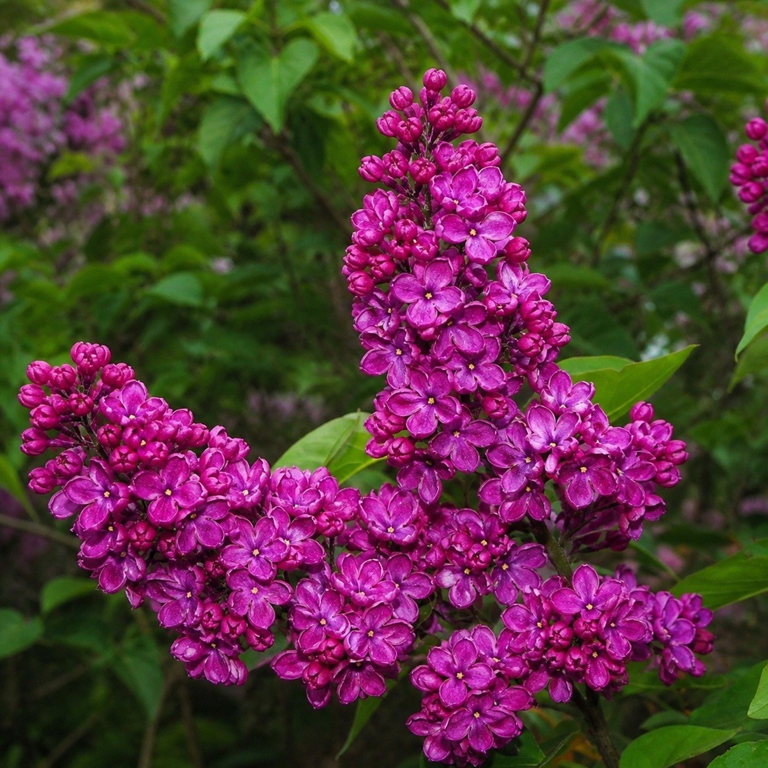 25 Lilac Seeds Fragrant Flowering Tree Perennial Flower Seed “Red French”