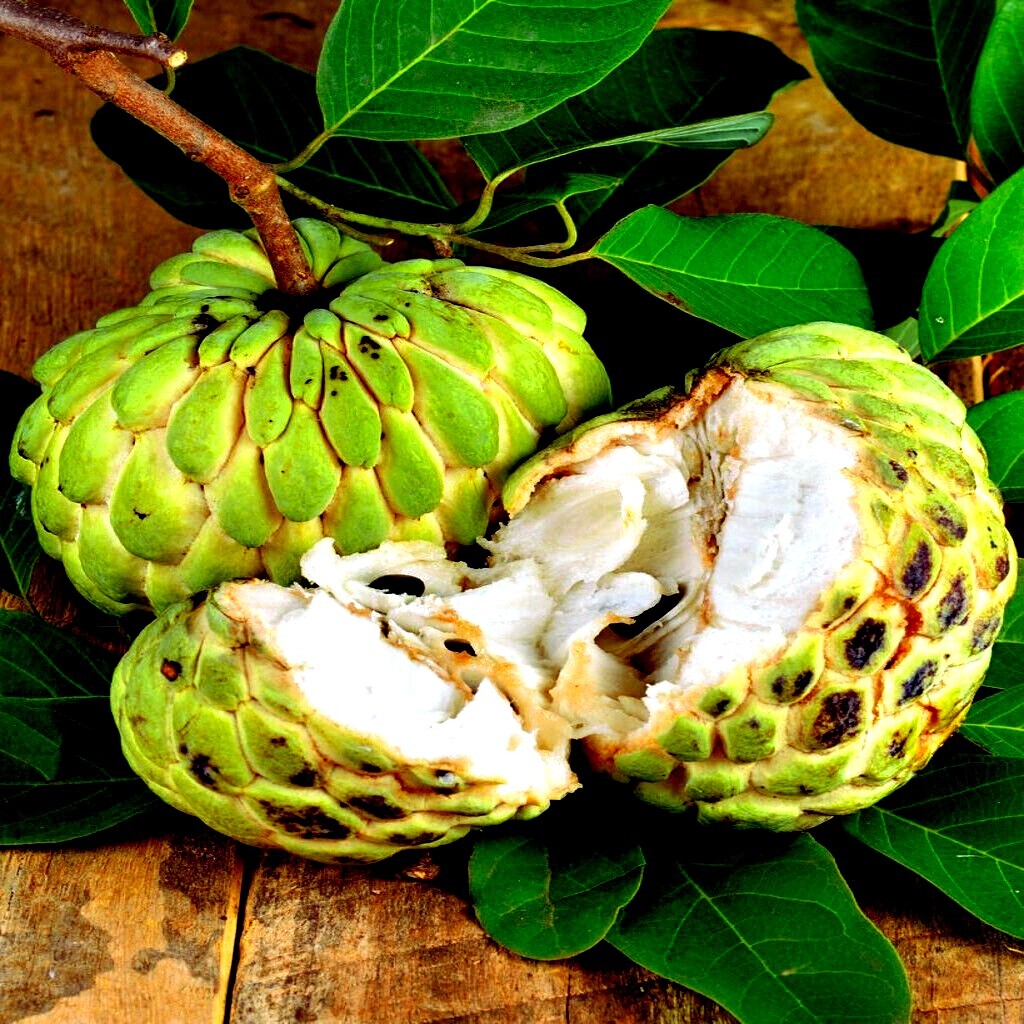 ORGANIC “Sugar Apple” Fruit Tree Seeds (Annona squamosa) Tropical Sweetsop Plant