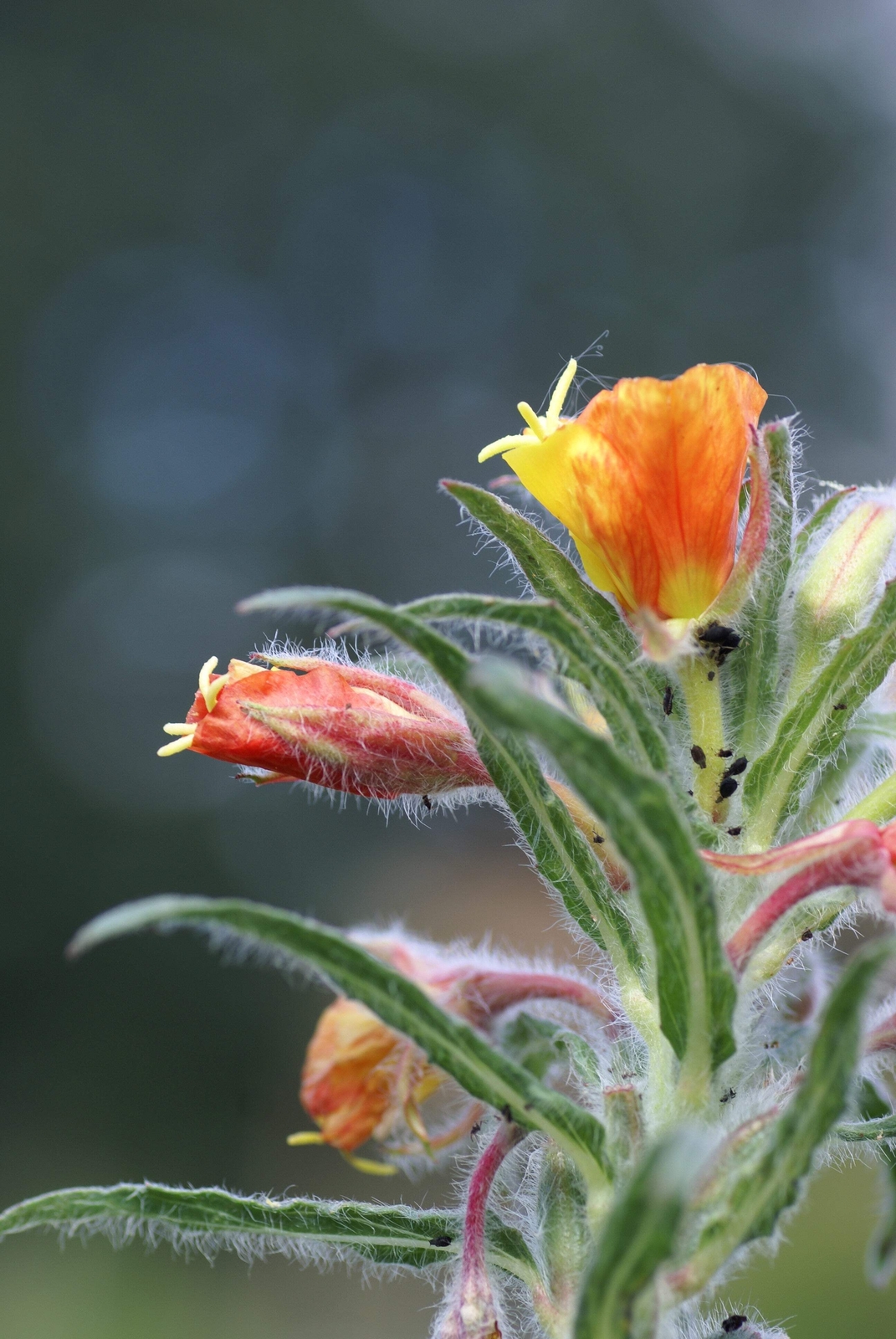10 SUNSET BOULEVARD PRIMROSE Orange Evening Blvd Oenothera Versicol Flower Seeds