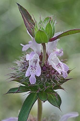 Monarda pectinata | Pony Beebalm | Miners Lettuce | Spotted Bee Balm | 10 Seeds