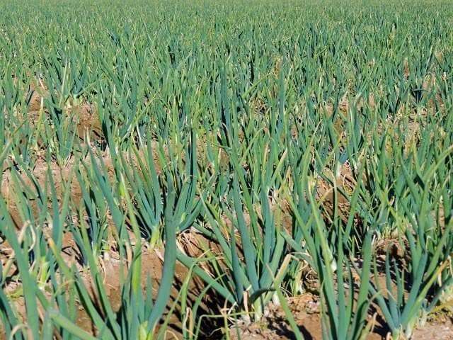 1000 Tokyo Long White Bunching Onion Seeds Scallion Non-GMO Heirloom Vegetable