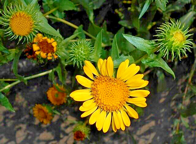 Puget sound gumweed, 200 seeds, Grindelia, medicinal herb, wildflower