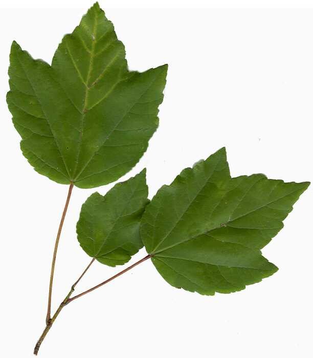 Southern Red Maple Tree | Premium Seeds | Acer rubrum ‘Summer’ | Plants’®