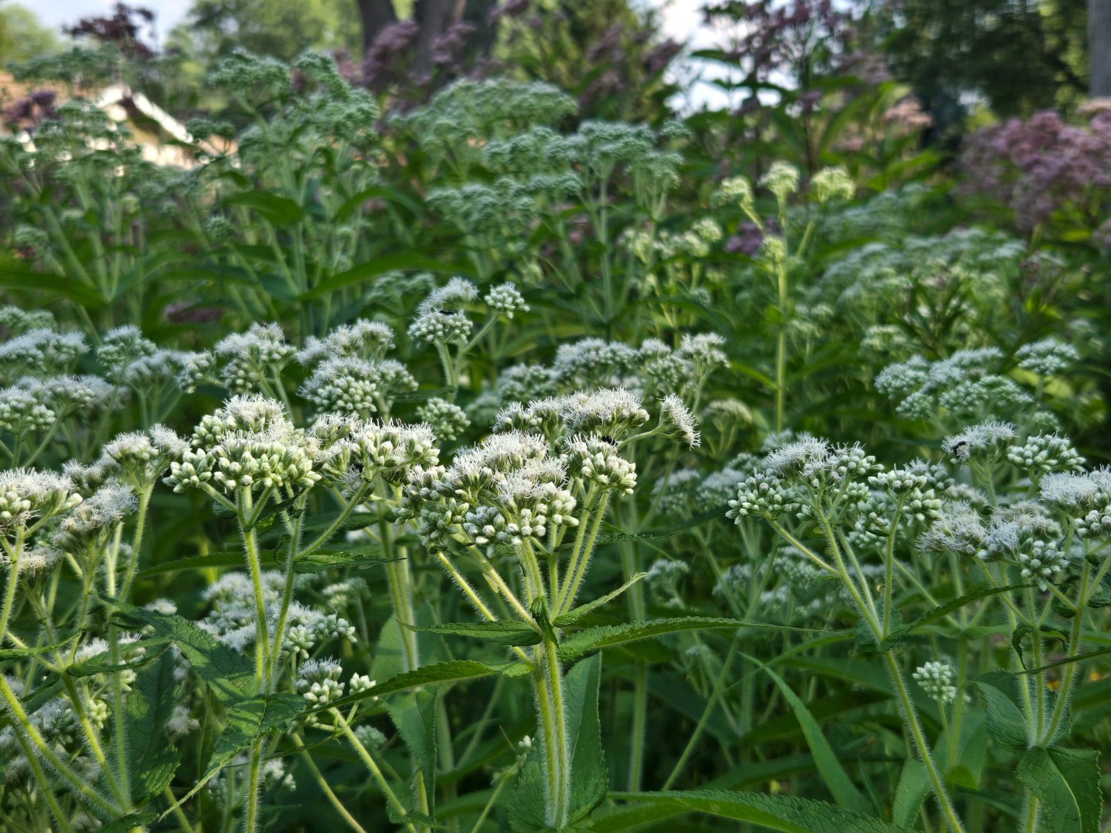 1/4 Teaspoon+ Common Boneset Seeds/Eupatorium perfoliatum/ US Eastern Native
