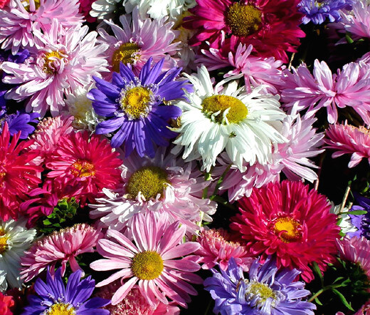 ASTER CHINA Callistephus Chinensis – 2,000 Bulk Seeds
