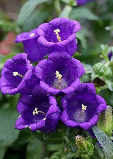 300 seeds PURPLE CANTERBURY BELLS CAMPANULA hummingbird organic +gift
