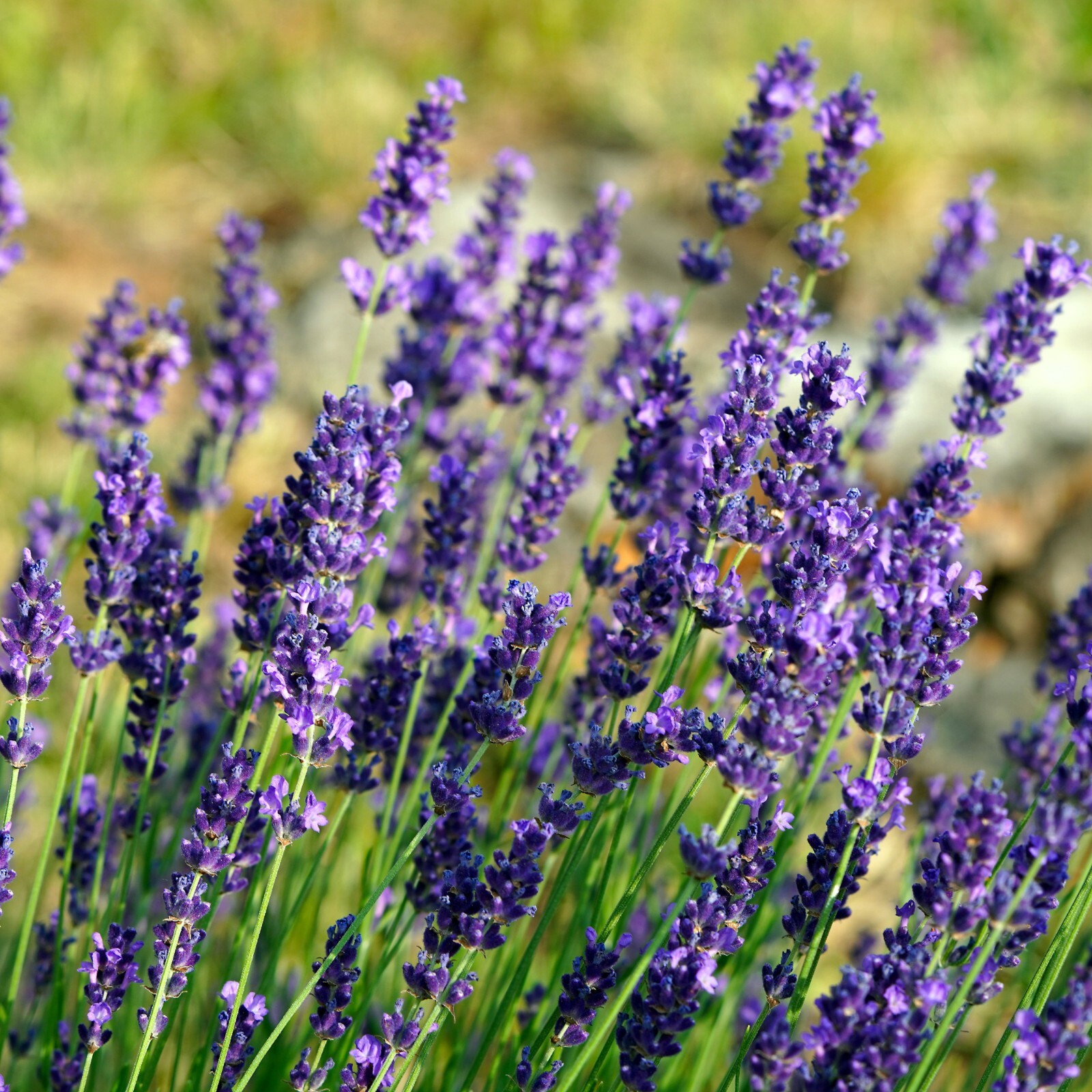 Lavender Seeds, Aromatic Herb, Dried Flower Use, Non-GMO, Free Shipping