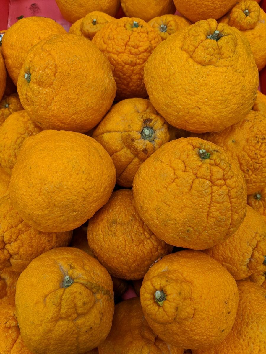 Florida only!! Shiranui Mandarin Tree, Dekopon, grafted, 26 – 30 inches