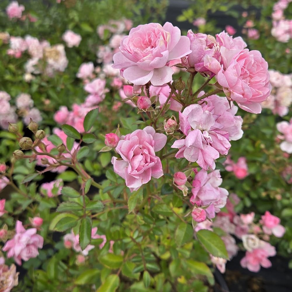 Green Promise Farms ‘The Fairy’ Rose Live Plant #3 Gallon with Pink Flowers