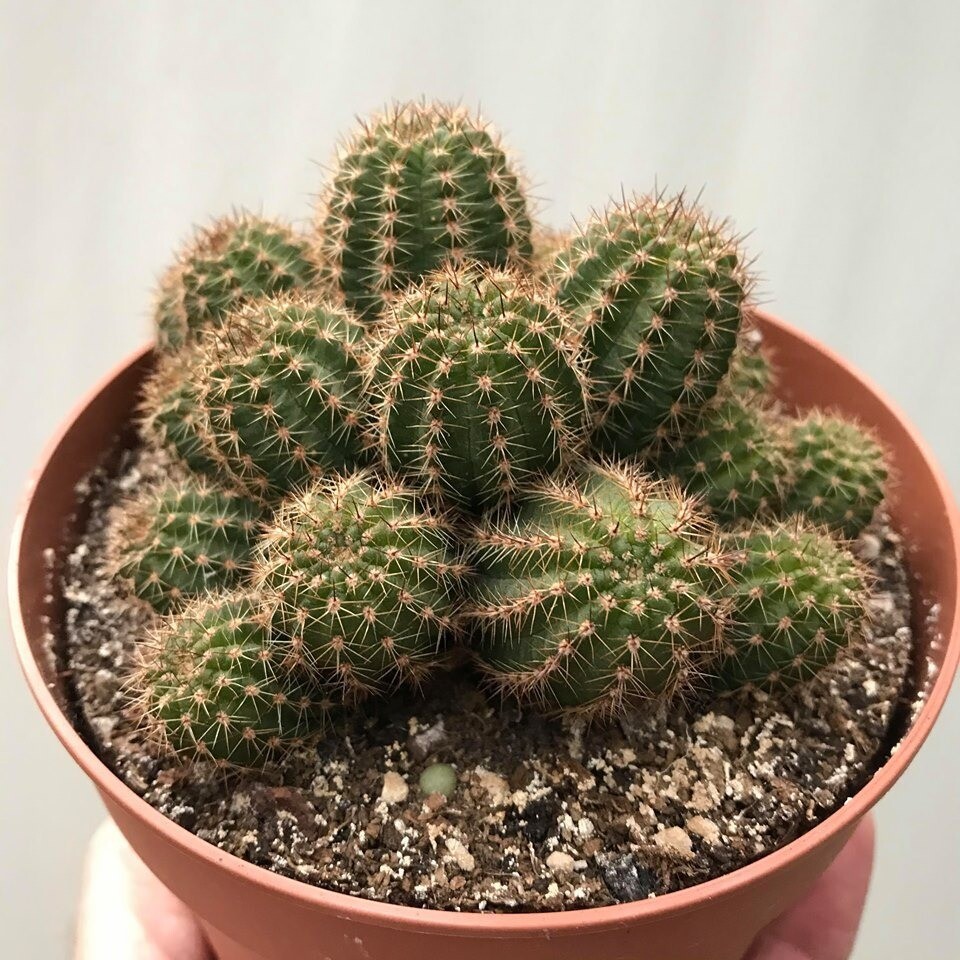 Chamaelobivia (Peanut Cactus) “Gem” Cactus Seeds (100 Seeds)