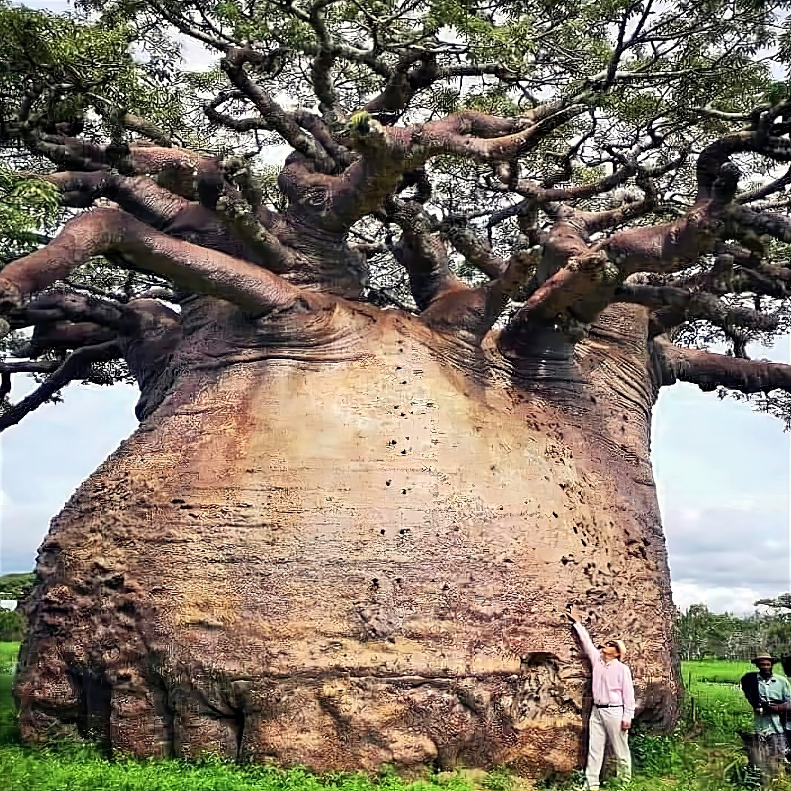 5 Baobab Seeds Adansonia digitata “Tree of Life” Rare Monkey Bread Bonsai Plant