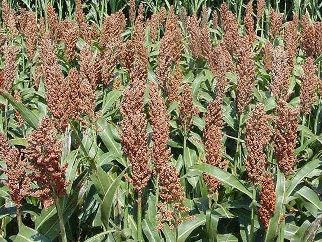Sweet Sugar DRIP Sorghum Seeds – Makes a Sweet Syrup MMmmmmmm.It’s Good