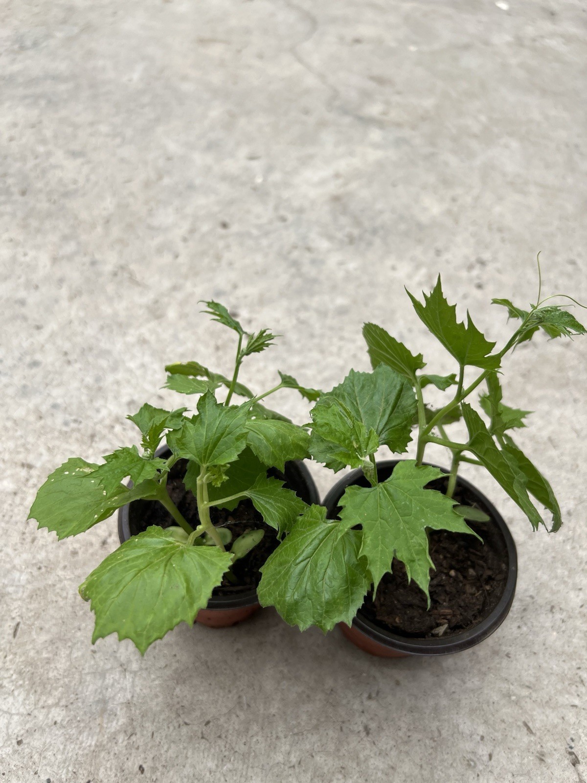 2 Pots BitterMelon Starter Plant 6” Bitter Gourd Ready To Plant Free Shipping