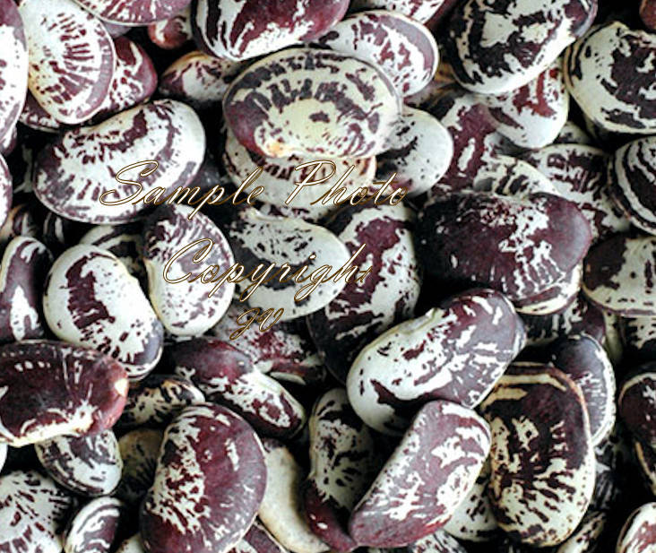 Christmas Pole Lima Bean Seeds! Giant Butter Bean Excellent Flavor Heirloom