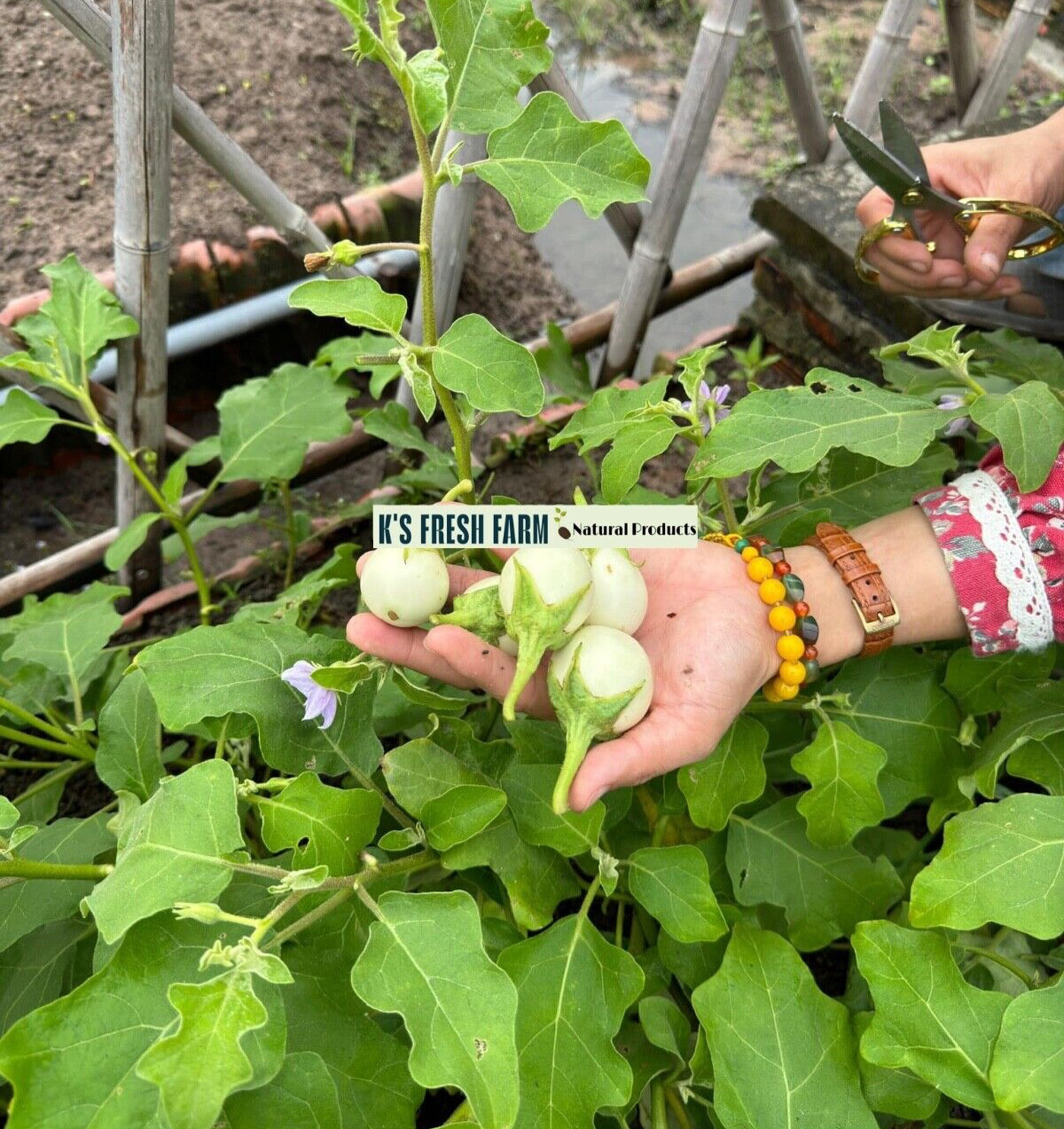 100+PCS WHITE ROUND EGGPLANT SEEDS, CÀ PHÁO TRẮNG