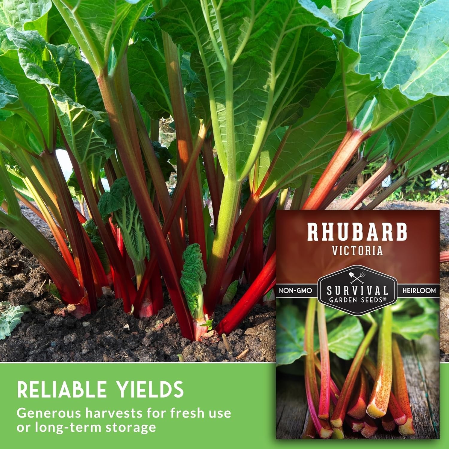 Victoria Rhubarb Seeds for Planting – Grow Cold-Tolerant Perennial Spring Vegeta