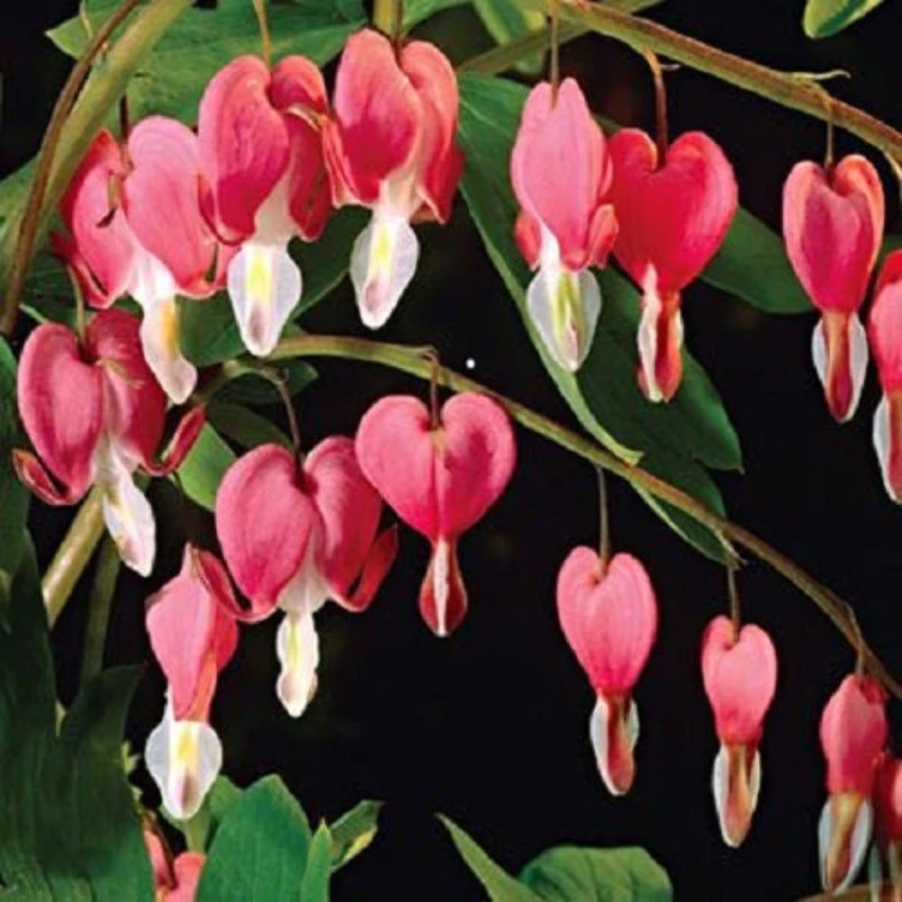 10 BLEEDING HEART – PINK Old Fashioned Dicentra Formosa Shade Flower Seeds