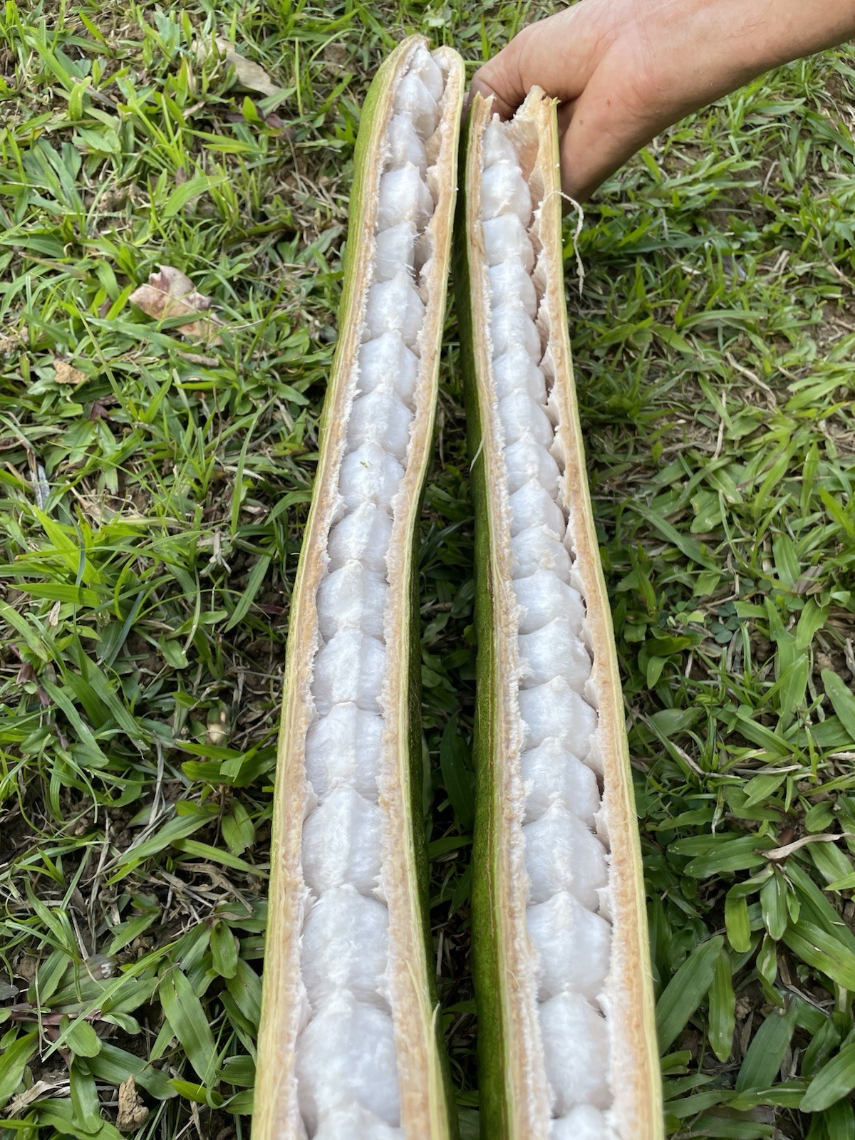 Guama 15 Seeds (Ice-Cream Bean) Guaba Fruit pepeto Inga Spectabilis