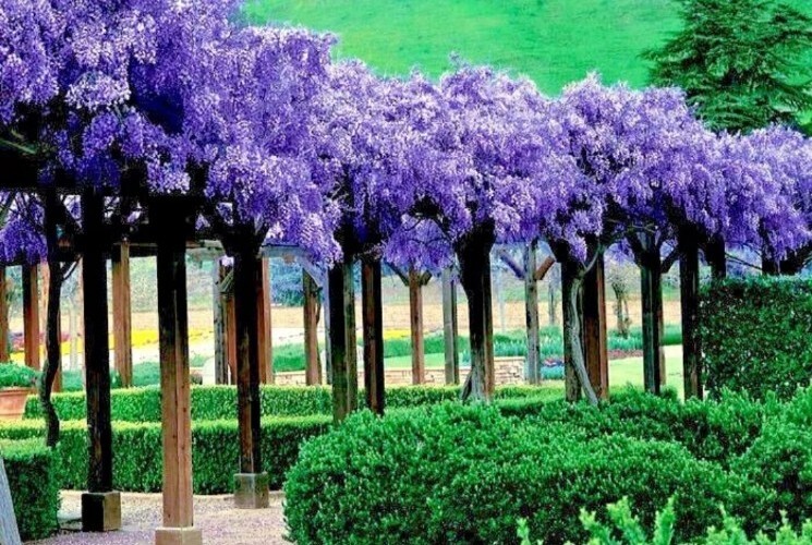 WISTERIA Tree 20+ Seeds! Fast Growing Flower Vine, Hardy Bonsai Plant Gorgeous!