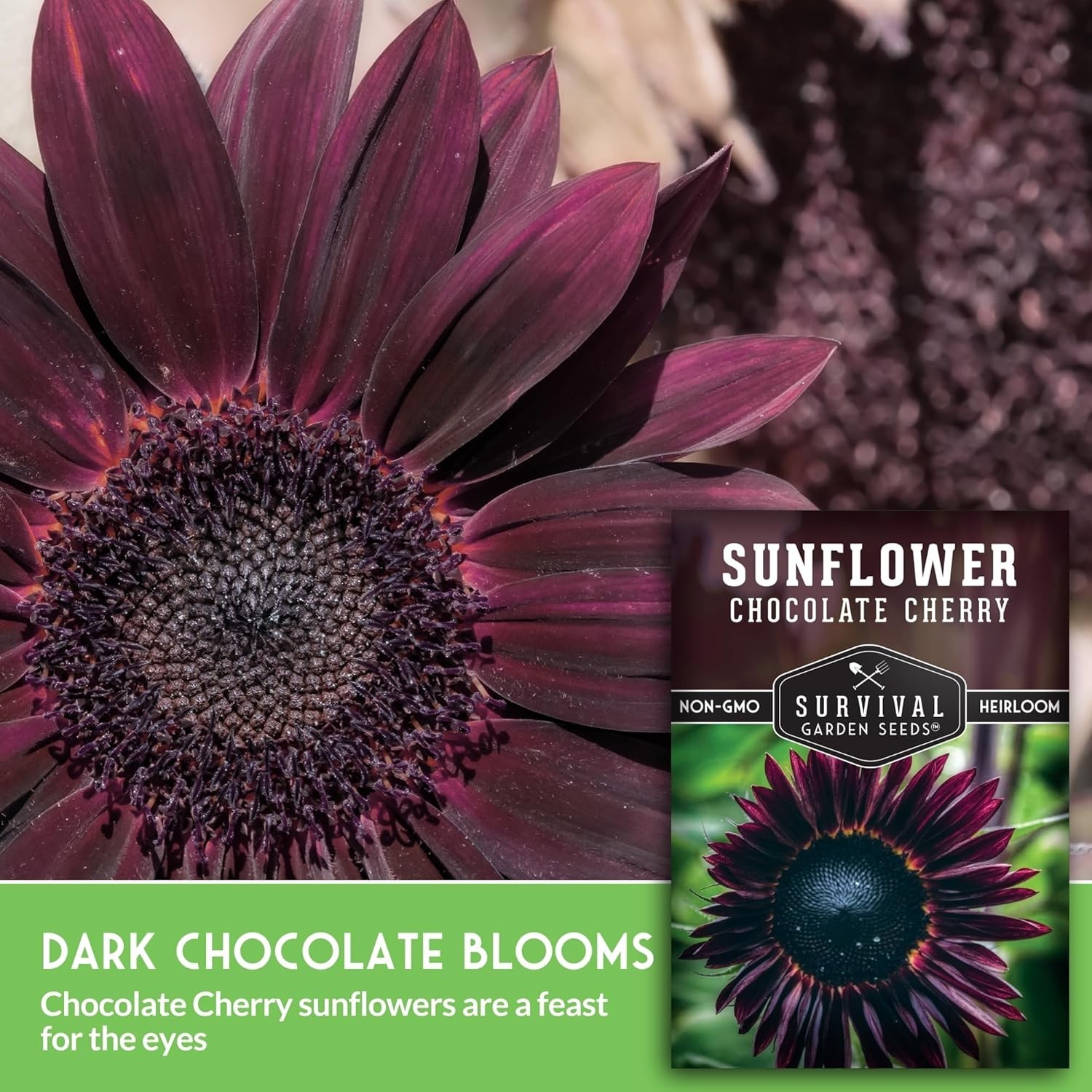 Heirloom Chocolate Cherry Sunflower Seeds | Low Maintenance, High Impact Blooms
