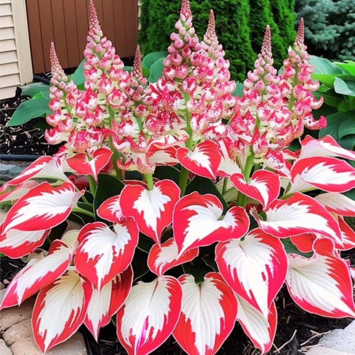 Hosta Seeds, 160+ Non-GMO Heirloom Shade Plants, Hardy Garden Foliage