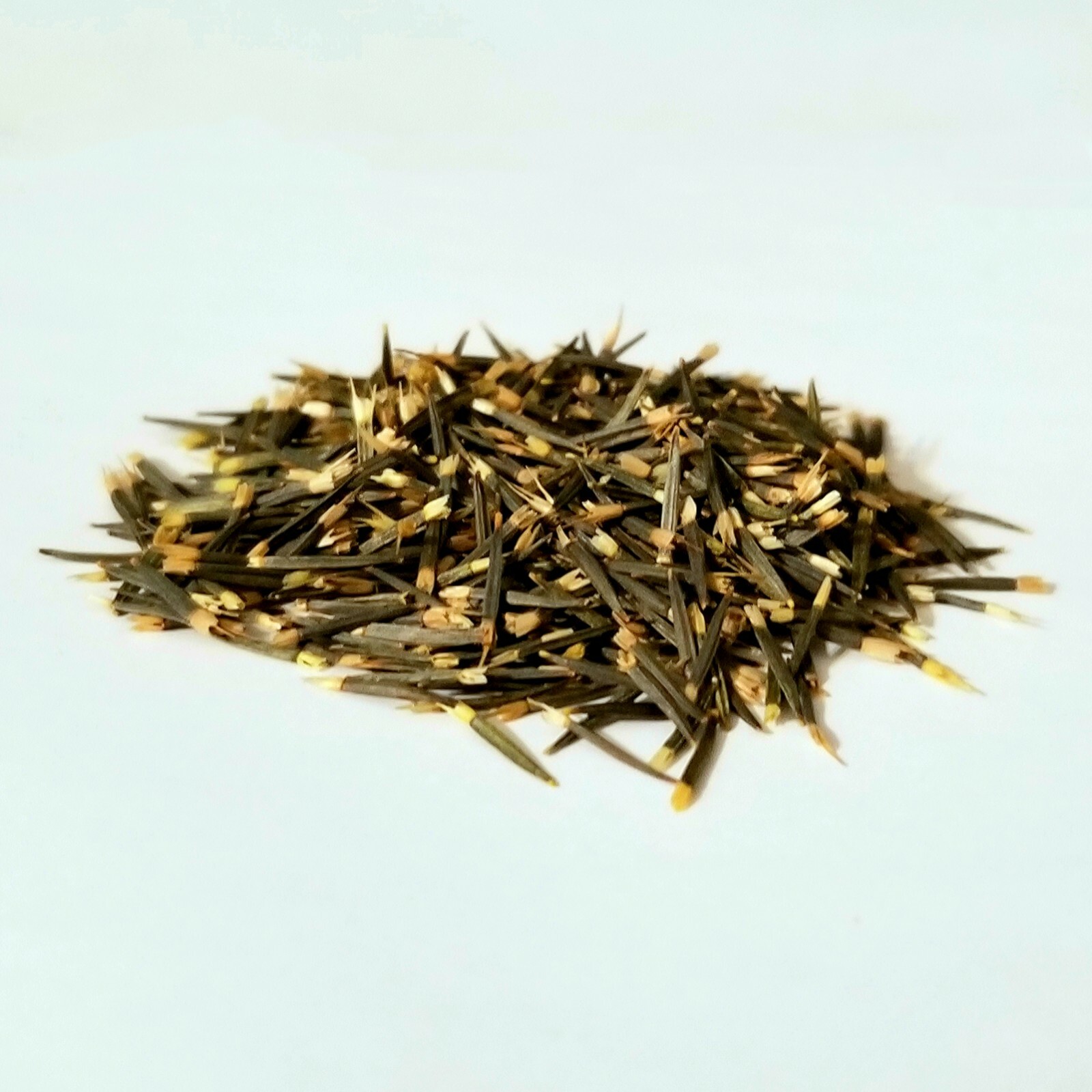 Heirloom Mexican Mint Marigold Seeds Texas tarragon Tagetes lucida