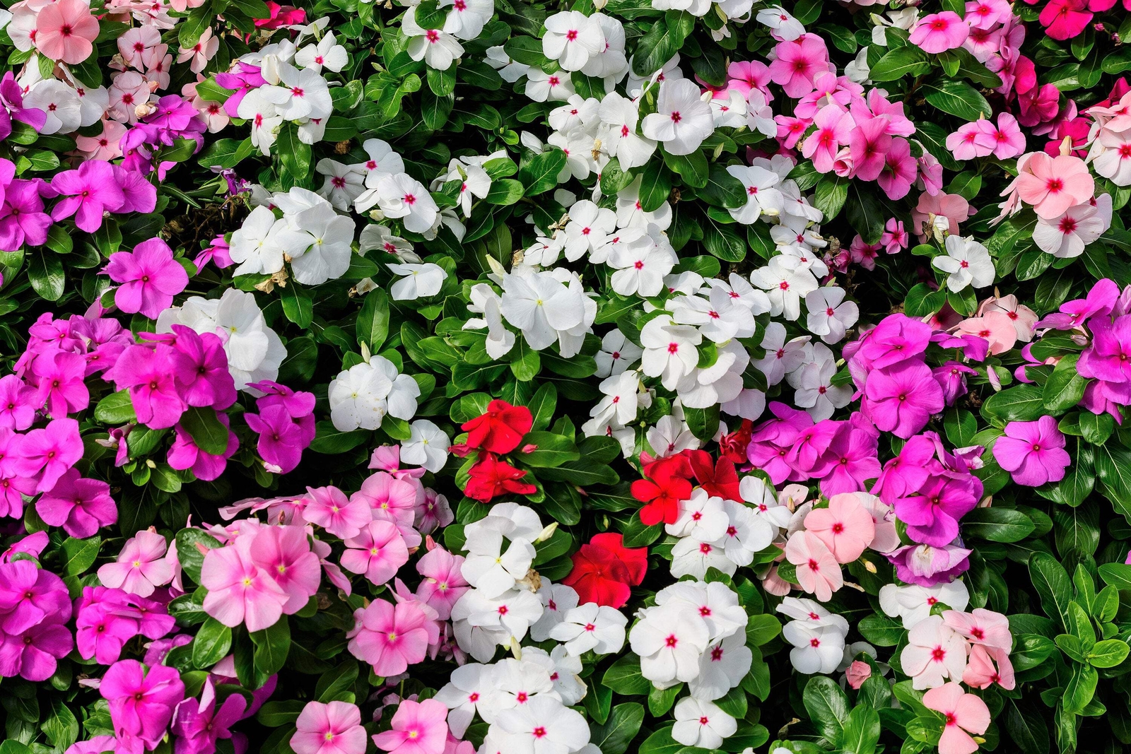50 MIXED COLORS DWARF IMPATIENS Walleriana Red Pink Orange Shade Flower Seeds