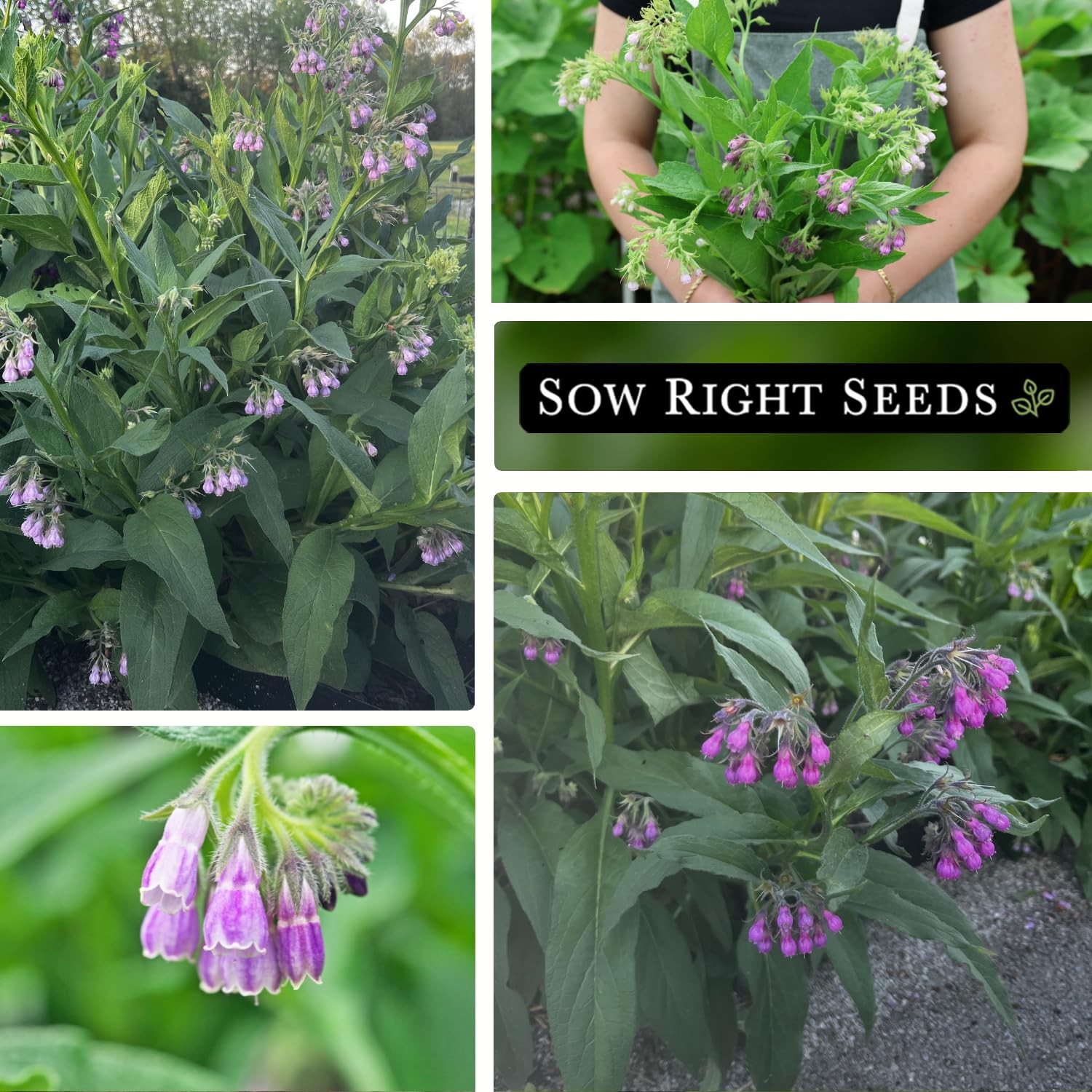 Comfrey Seeds for Planting – NonGMO Heirloom for Medicinal Herbs & Soil Health