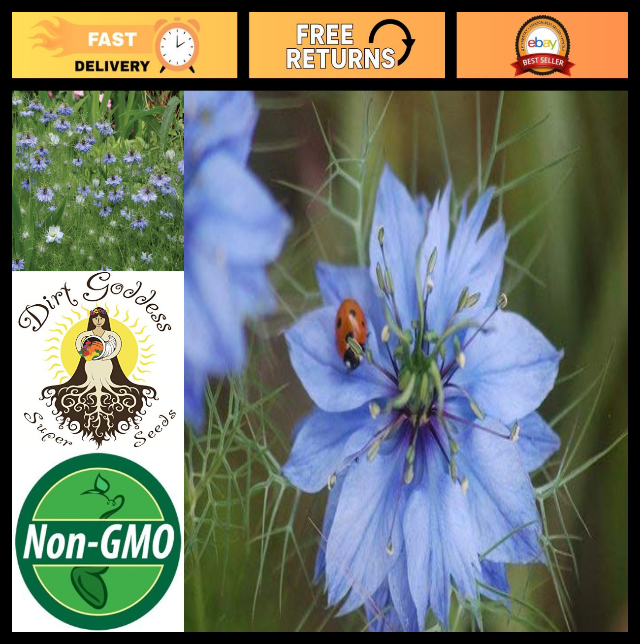 Non-GMO Love in a Mist Flower Seeds – Nigella Damascena, 1 lb, 224K Seeds, Easy