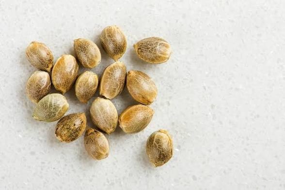 10x Hemp Seeds. Fresh & Organic
