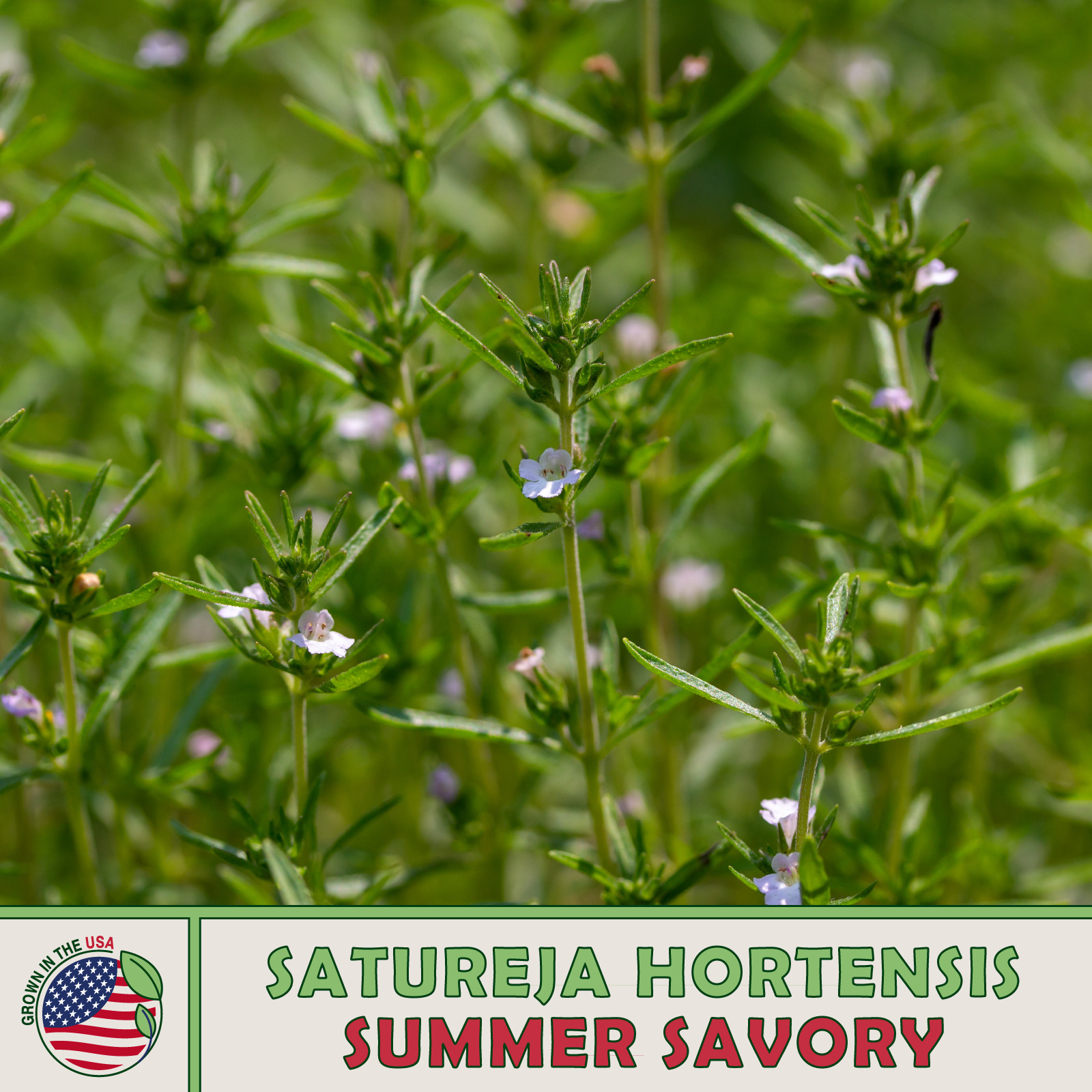 500 Summer Savory Herb Seeds, Satureja hortensis, Culinary, Non-GMO, Genuine USA