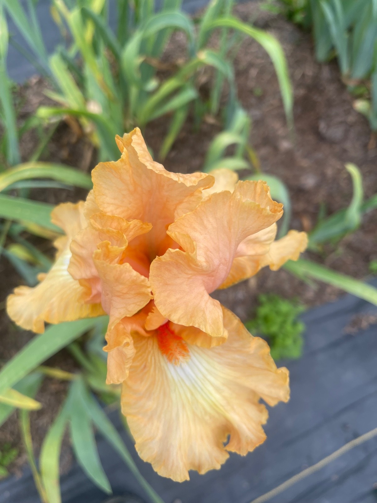 10 Fresh Dug Iris Rhizomes – Mixed Colors & Varieties