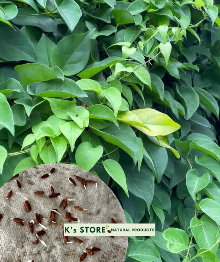 RIVER LEAF VINE SEEDS , HAT LÁ GIANG |HIGH GERMINATION RATE 85%|