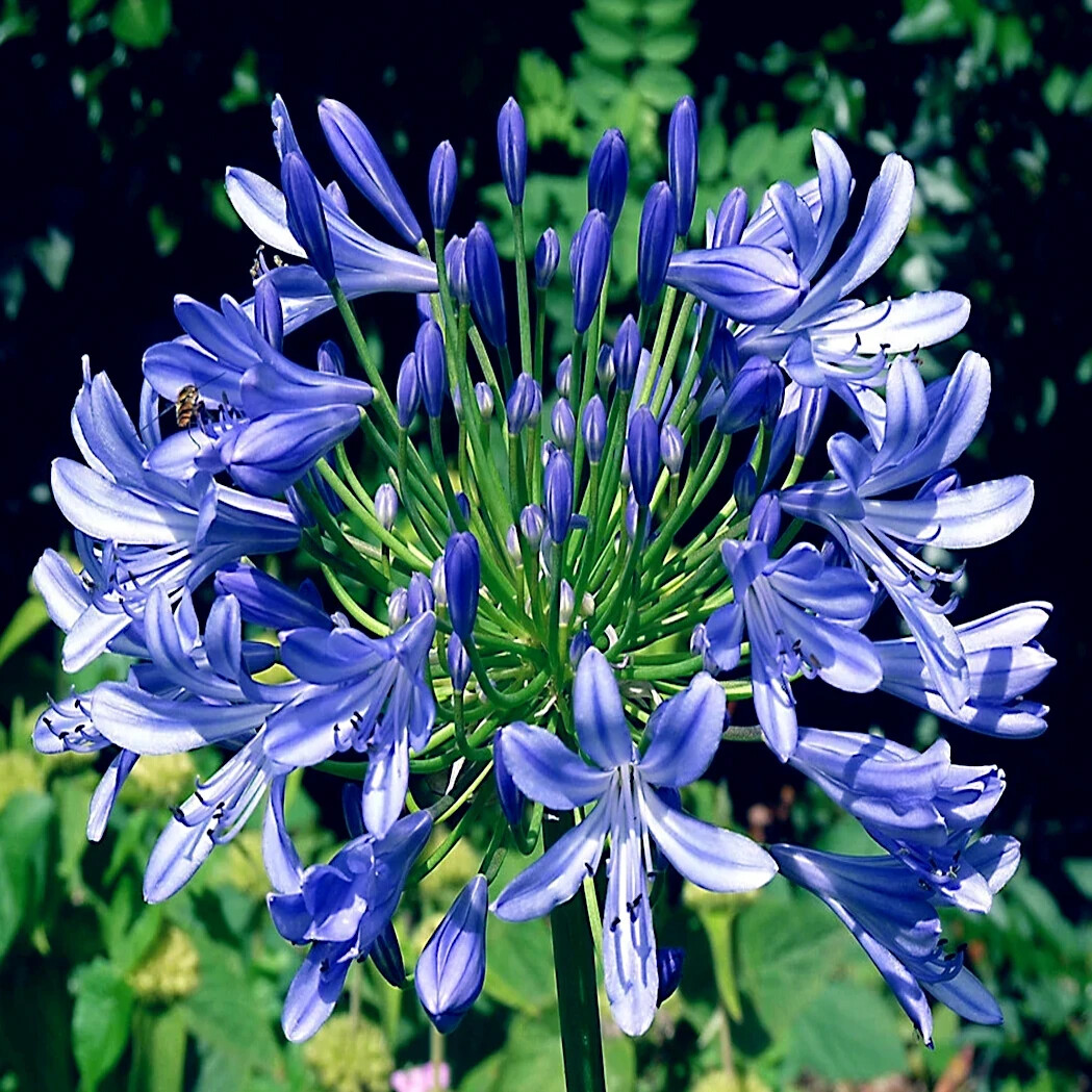 25 Dwarf Blue Lily of The Nile Flower Seeds Agapanthus “Peter Pan” House Plant