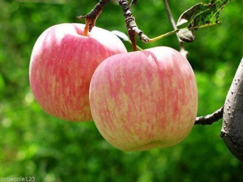 10+ All type Apple Tree Seeds Planting Fuji Gala Crisp Pink Lady Gold/Red Deli..