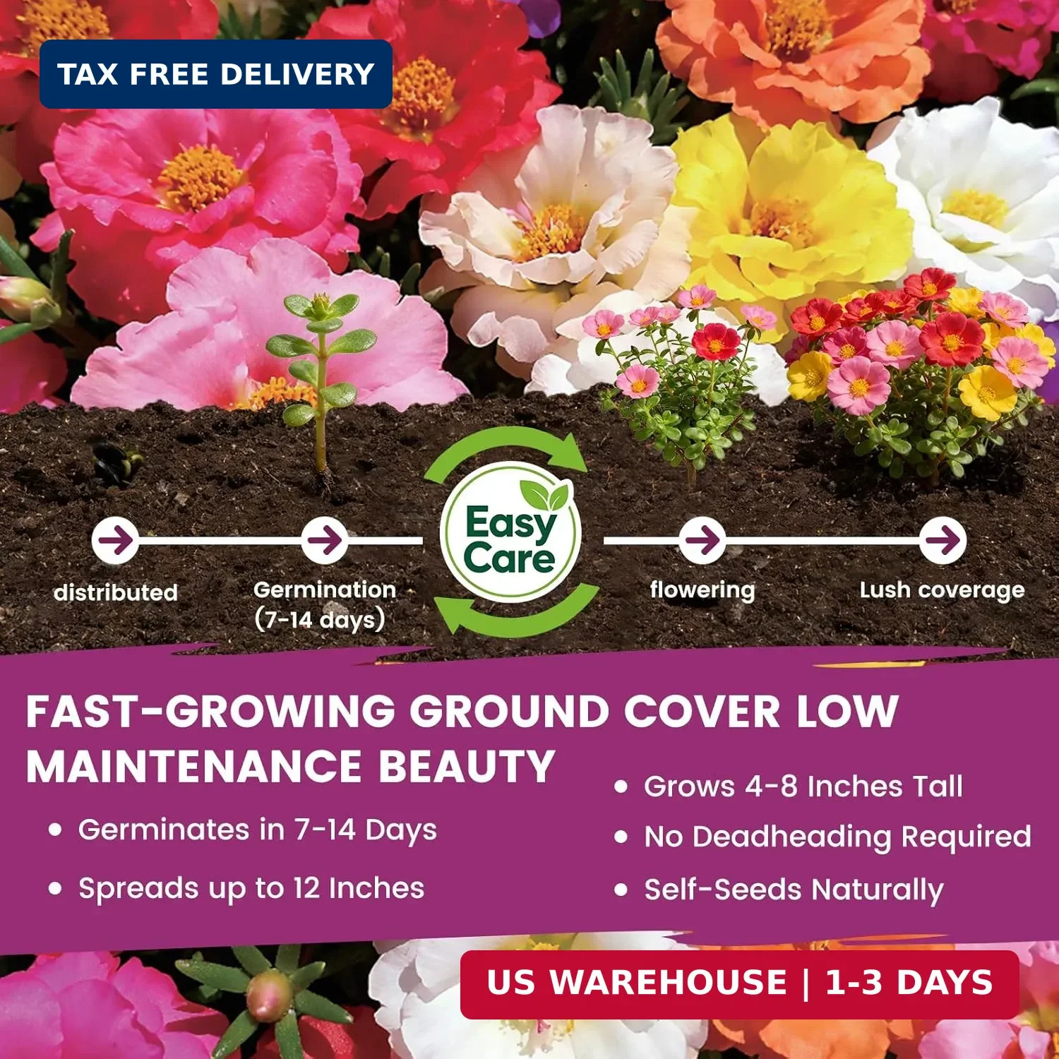 Moss Rose Seeds Bulk Pack – 50,000+ Heirloom Portulaca Seeds for Planting Outdoo