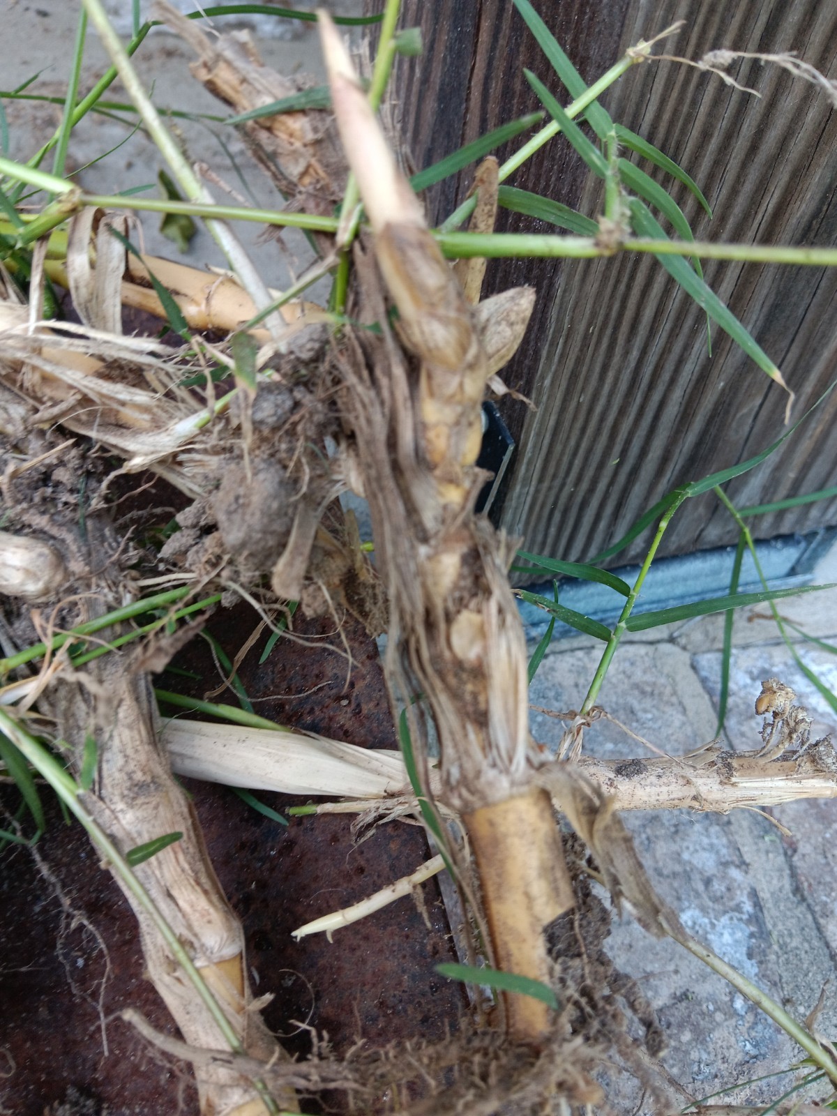 Bamboo Plants Live Starter Plant 10 Rizomes Organic Aurea Bamboo