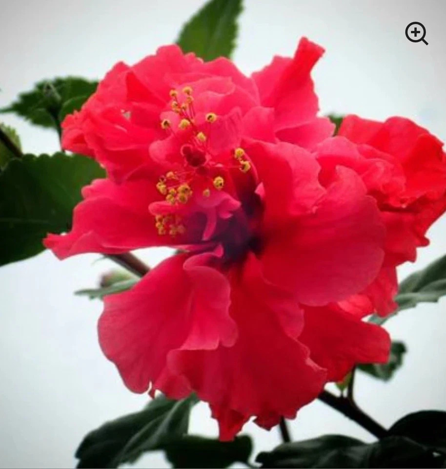 Diamond Head Hibiscus-SMALL ROOTED STARTER Plant-Hibiscus Rosa-sinensis