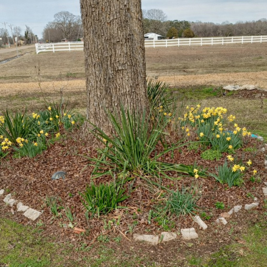 Daffodil (Narcissus pseudonarcissus) Flower Bulbs- Mixed Varieties- 15 Bulbs