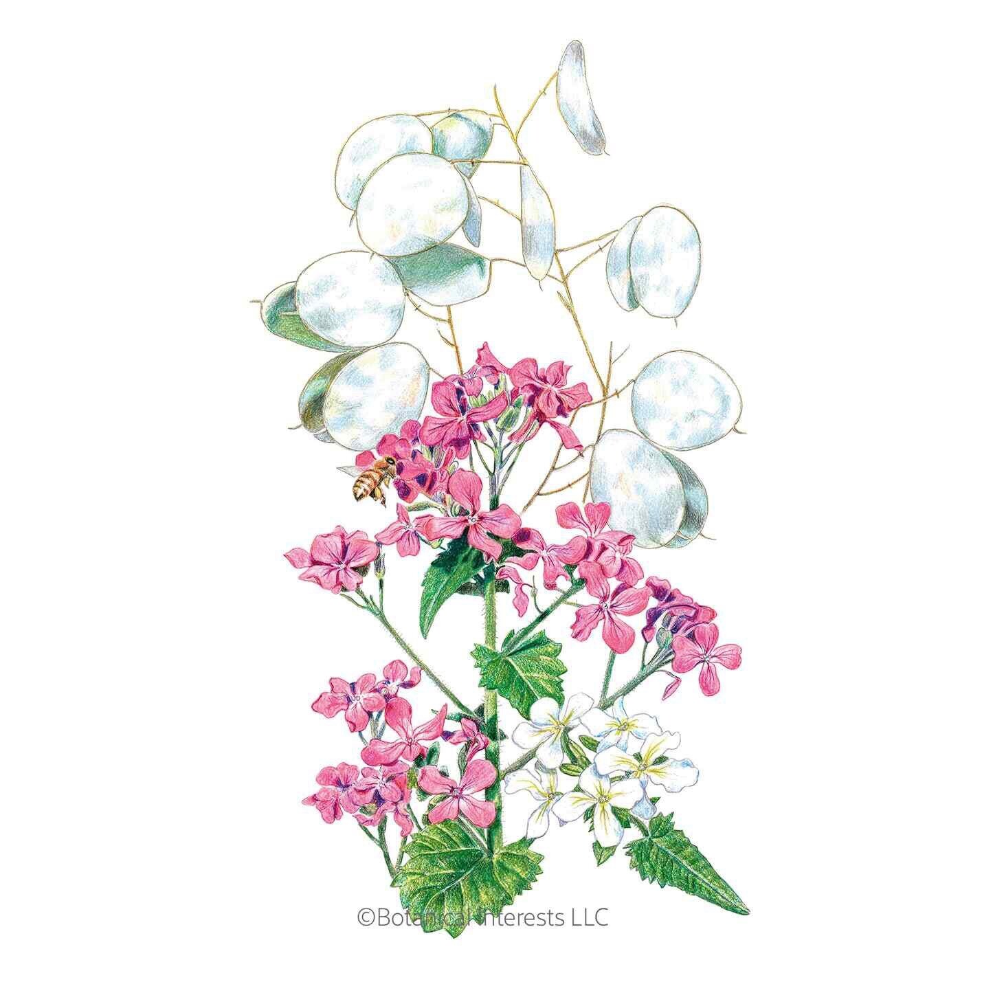 50 Money ‘Silver Dollar’ Luck Lunaria Plant Seeds, Non-GMO Heirloom🪷Seeds🪷