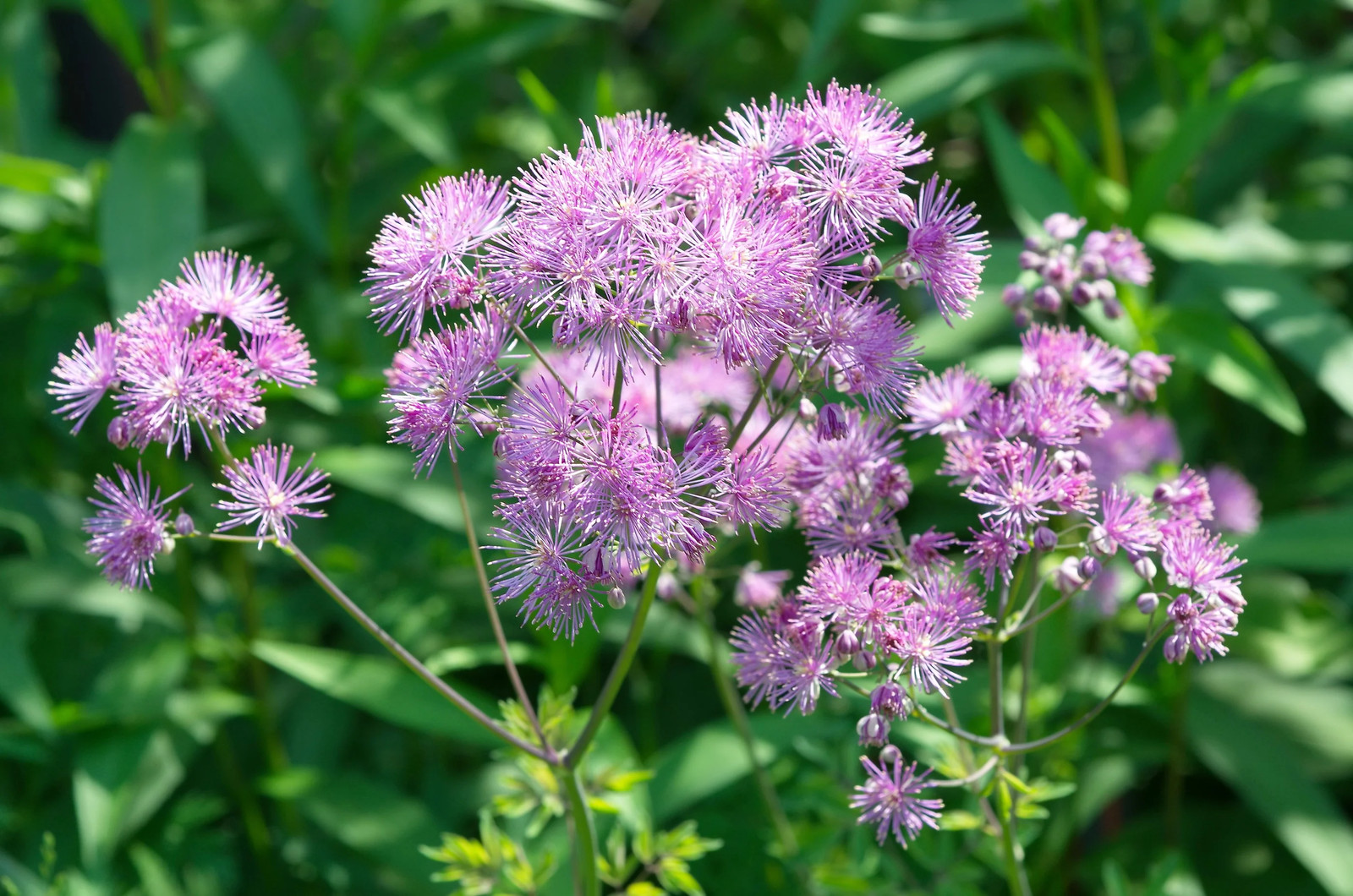 5 COLUMBINE MEADOW RUE Thalictrum Aquilegifolium Purple Pink Flower Seeds