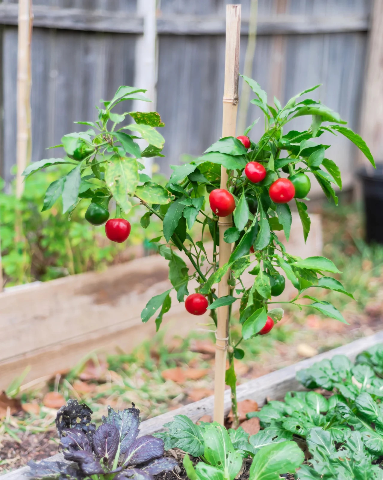 50 Cherry Bomb Sweet Pepper Seeds| Heirloom (RARE VARIETY)- FREE SHIPPING!