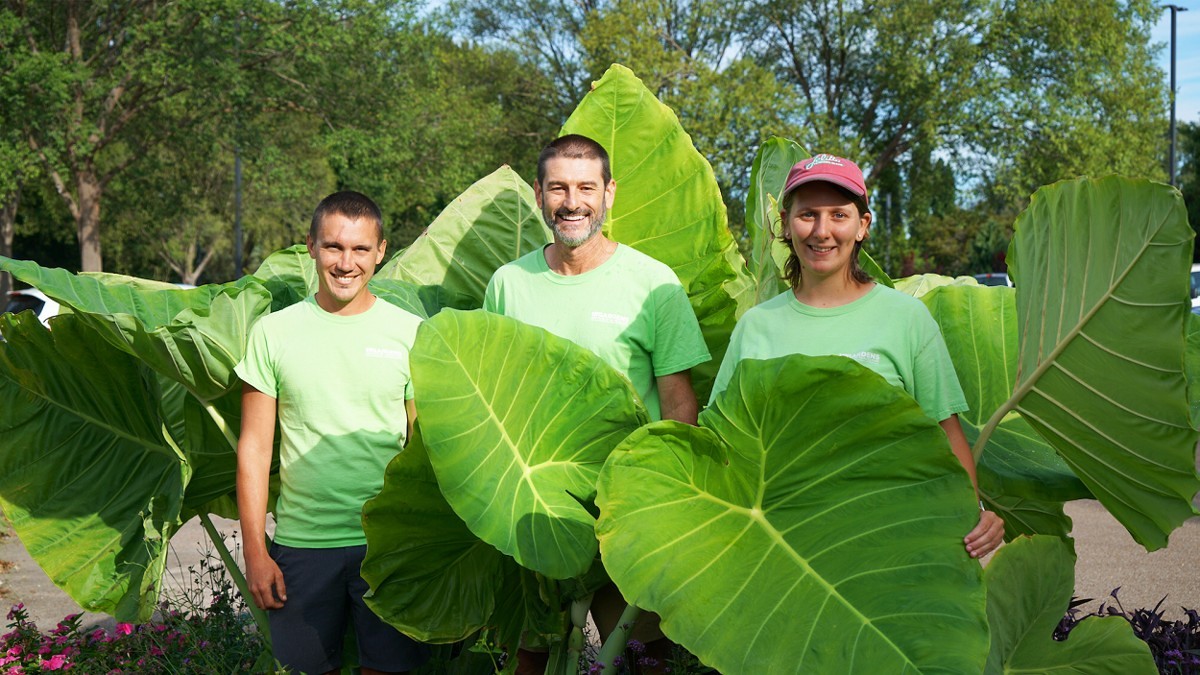 LARGE Bulb (1) Giant Elephant Ear Colocasia – FREE SHIPPING