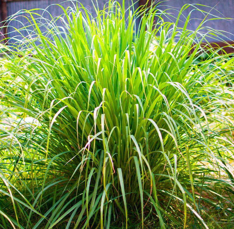West Indian Lemongrass Seeds | Citronella Lemon Grass Mosquito Repellent 2025