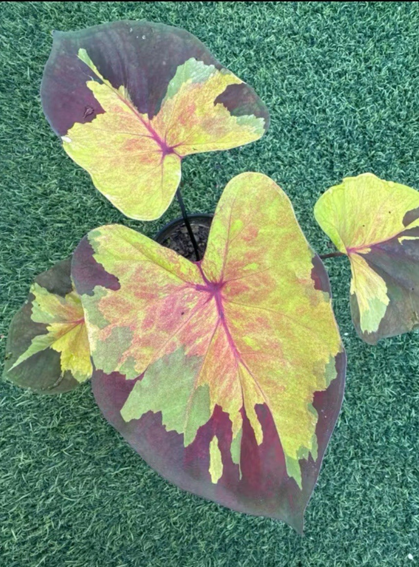 AUTHENTIC Caladium Sunset Sky 1 bulbs