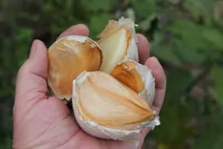 Elephant Garlic Bulbs for Fall Planting in Size 3 Ounces and Color Natural wi…