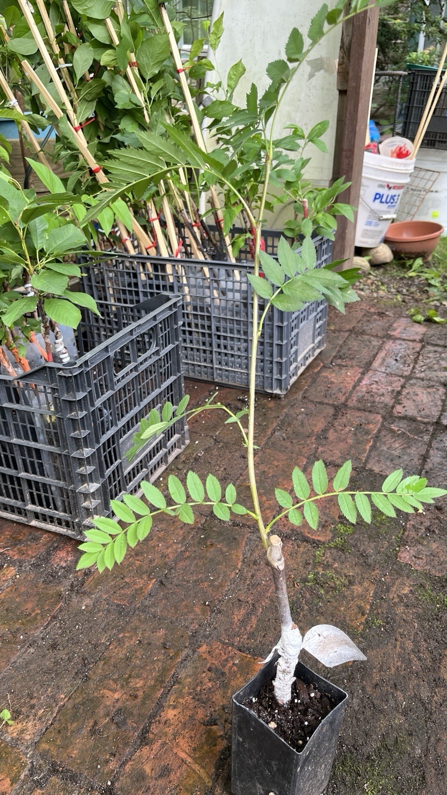 1 yo 6-12” tall Sorbus Cashmiriana Kashmir Rowan Tree white fruits grafted plant