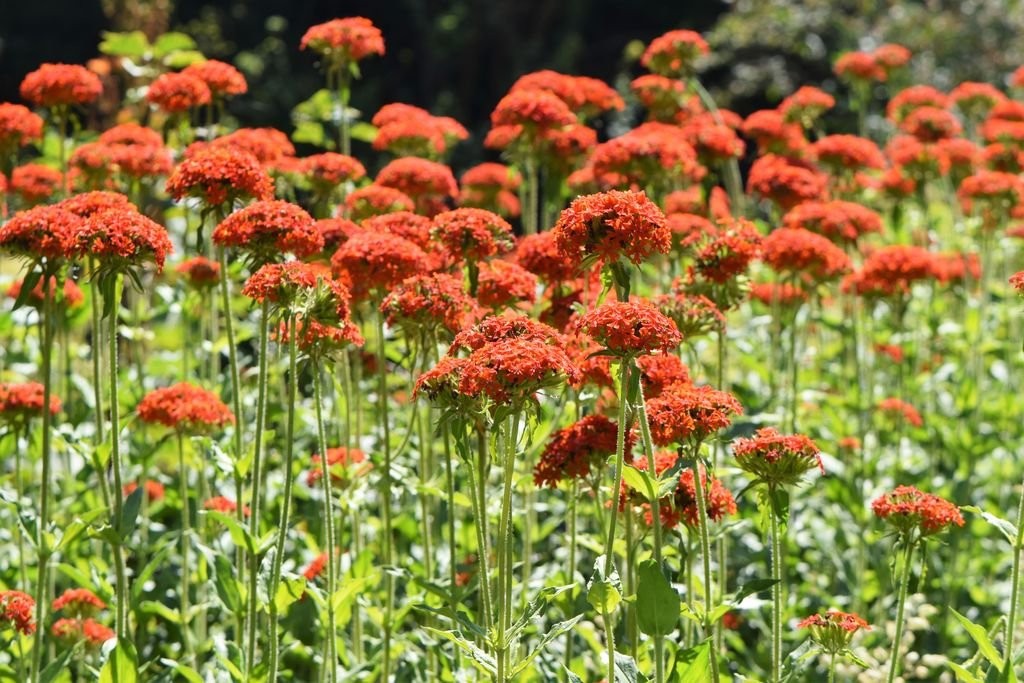 Maltese Cross Seeds Lychnis chalcedonica Free Shipping!